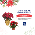 December-Gift ideas